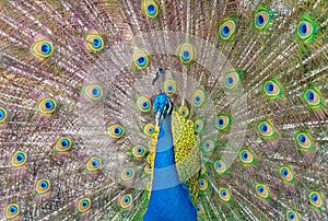 Beautiful Indian peacockÂ displaying his tail